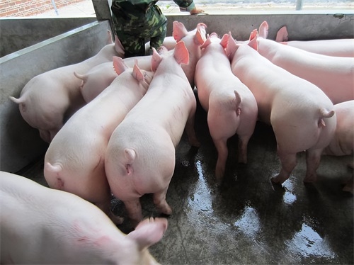 Veterinary Ultrasound Tech Investigating Backfat Thickness Correlations With Sow Fertility