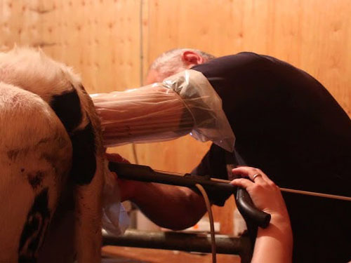 Veterinary Ultrasound Tech Visualizing Oocyte Retrieval Processes In Embryo Transfer Procedures