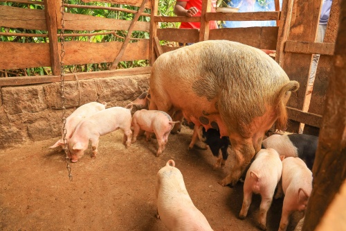 Field Applications of Ultrasound Machines in Swine Health Monitoring and Growth Assessment