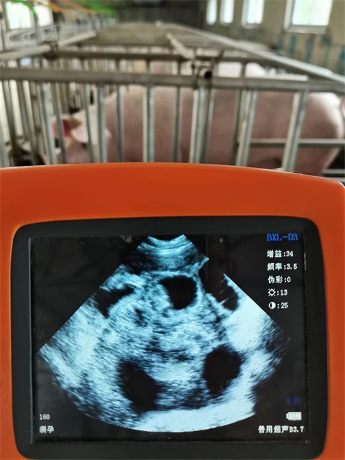 Veterinary Ultrasound Role in Enhancing Sow Productivity and Lactating Piglet Management