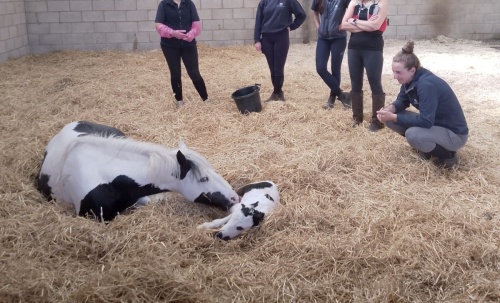 Exercise Recommendations for Pregnant Horses on Breeding Farms