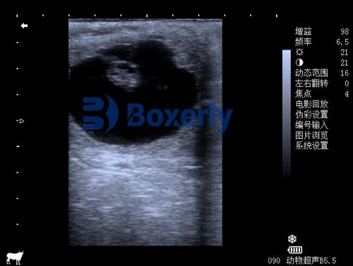 Veterinary Ultrasound Tech Investigating Placental Health Indicators In Pregnant Mares