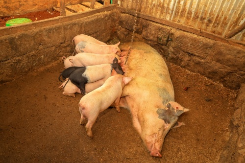 Field Applications of Ultrasound Machines in Swine Health Monitoring and Growth Assessment