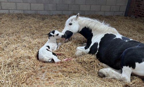 Exercise Recommendations for Pregnant Horses on Breeding Farms