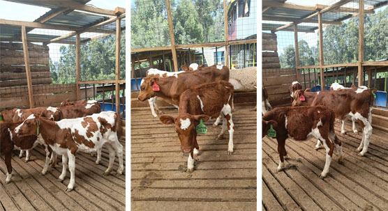 Veterinary Ultrasound Tech Monitoring Testicular Development In Young Bulls For Breeding Soundness