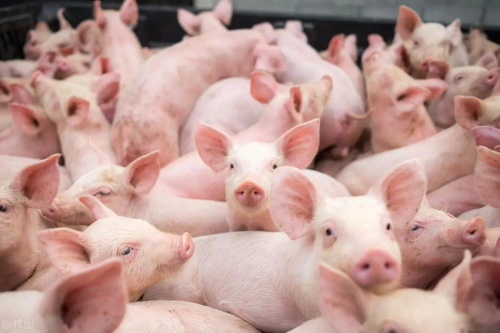 Veterinary Ultrasound Tech Detecting Early Embryonic Mortality in Swine Breeding Herds