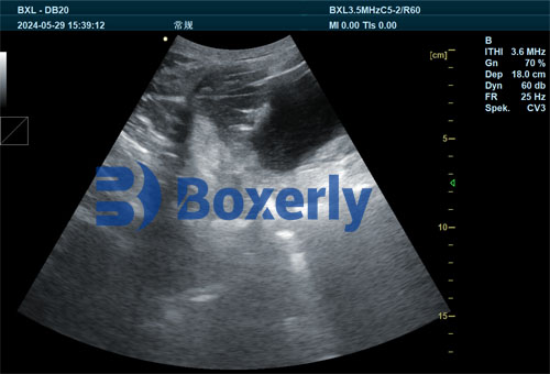 Comparison of Portable Ultrasound Pregnancy Tools in Swine Breeding Programs