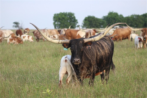 Veterinary Ultrasound Tech Monitoring Testicular Development In Young Bulls For Breeding Soundness