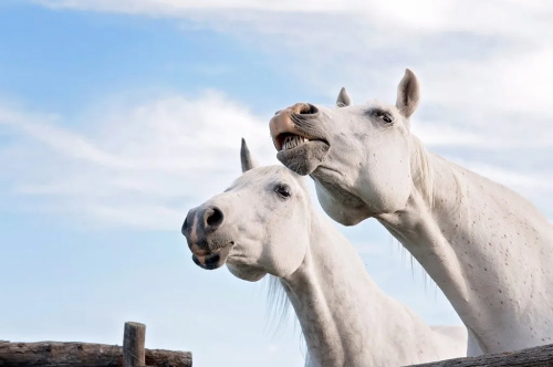 Analysing horse facial expressions to understand equine emotions and welfare