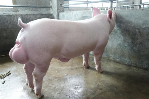 Ultrasound Preparation and Image Standards Measuring Intramuscular Fat in Breeding Pigs