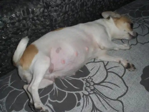 Animal Ultrasound Monitoring Embryo Changes 30-50 Days Pregnancy Dog