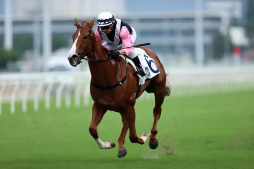 Ultrasound Pregnancy Tools Improving Breeding Accuracy in High-Value Racehorses