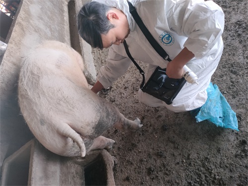 Veterinary Ultrasound Role in Enhancing Sow Productivity and Lactating Piglet Management