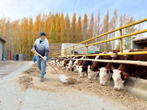 Is It Necessary for Livestock Farmers to Buy a Veterinary Ultrasound Device?