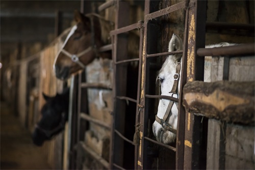 From Barn to Breakthrough: How a Portable Scanner Changed One Veterinarian’s Daily Routine