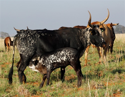 Cattle Growth Monitoring: How Ultrasound is Changing Livestock Management