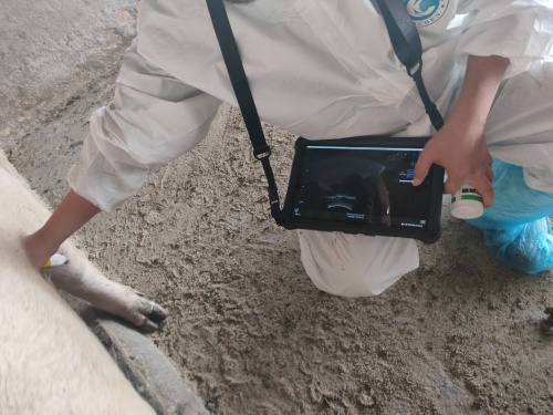 ultrasound of animal: growth and health monitoring
