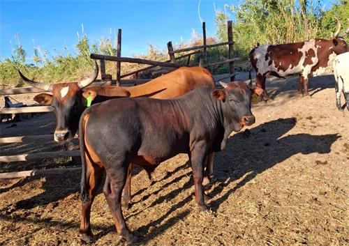 Portable Ultrasound Technology: optimizing livestock care