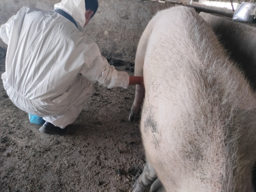 ultrasound of animal: growth and health monitoring