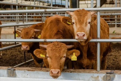 How Farmers Use Bovine Ultrasound to Plan for Better Calving Seasons