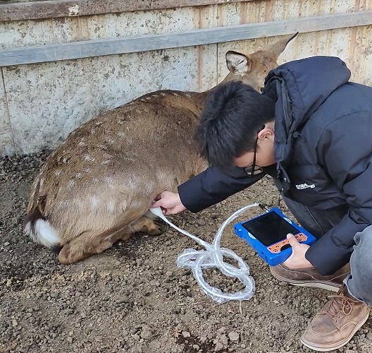 Veterinary Ultrasound Scanner Machine for Sika Deer Examination