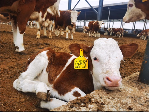 How Farmers Use Bovine Ultrasound to Plan for Better Calving Seasons
