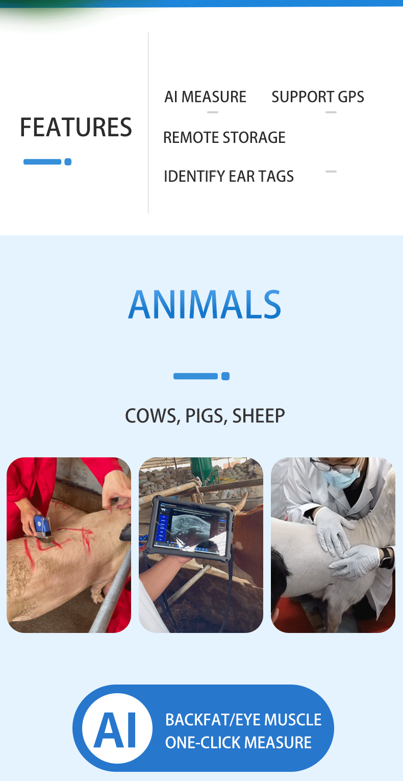 BXL-S305 Wireless Veterinary Color Doppler Backfat Eye Muscle Measurement Instrument